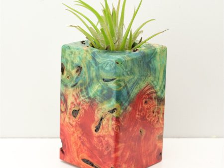 Wood Burl Wood+Resin Air Plant Holder - Leah (Fire & Ice, 693263) Fashion