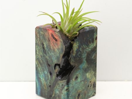 Wood Burl Wood+Resin Air Plant Holder - Marlene (Fire & Ice, 693267) Cheap