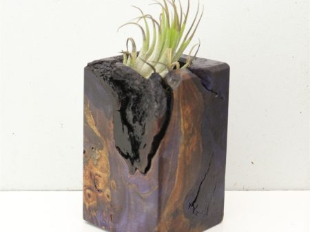 Wood Burl  Air Plant Holder - Ashley (Wood Burl, 691700) For Sale