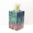 Wood Burl  Air Plant Holder - Philip (Wood Burl, 692475) on Sale