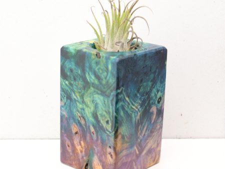 Wood Burl  Air Plant Holder - Philip (Wood Burl, 692475) on Sale