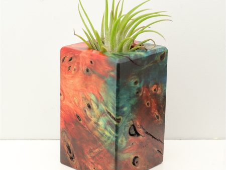 Wood Burl Wood+Resin Air Plant Holder - Gordon (Fire & Ice, 693256) Hot on Sale