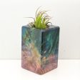 Wood Burl  Air Plant Holder - Roxanne (Wood Burl, 692485) For Cheap