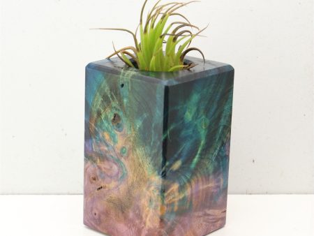 Wood Burl  Air Plant Holder - Roxanne (Wood Burl, 692485) For Cheap