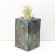 Wood Burl  Air Plant Holder - Alice (Wood Burl, 691682) Supply