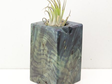 Wood Burl  Air Plant Holder - Alice (Wood Burl, 691682) Supply