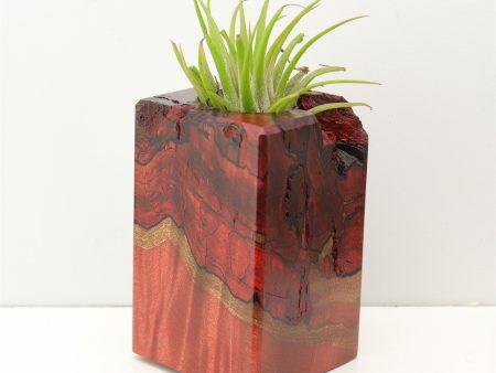 Wood Burl Wood+Resin Air Plant Holder - Freya (Fire & Ice, 693280) Online