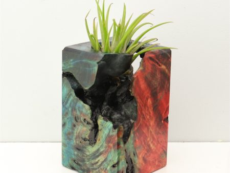 Wood Burl Wood+Resin Air Plant Holder - Lia (Fire & Ice, 693252) Online now