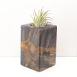 Wood Burl  Air Plant Holder - Camden (Wood Burl, 691678) Sale