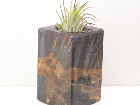 Wood Burl  Air Plant Holder - Camden (Wood Burl, 691678) Sale