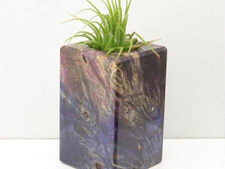 Wood Burl  Air Plant Holder - Colson (Wood Burl, 692604) Online now