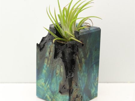 Wood Burl Wood+Resin Air Plant Holder - Atlas (Fire & Ice, 693259) Discount