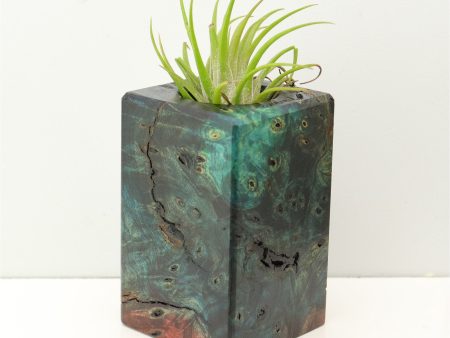 Wood Burl Wood+Resin Air Plant Holder - Isaiah (Fire & Ice, 693268) Online