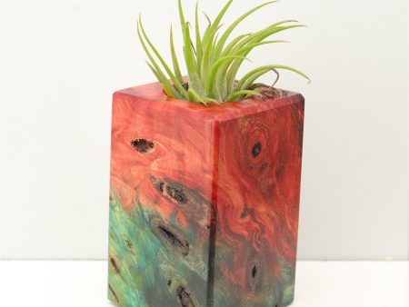 Wood Burl Wood+Resin Air Plant Holder - Doug (Fire & Ice, 693244) For Cheap