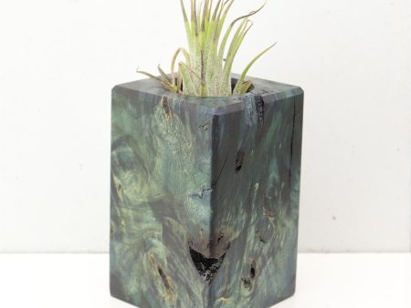 Wood Burl  Air Plant Holder - Kameron (Wood Burl, 691685) Online