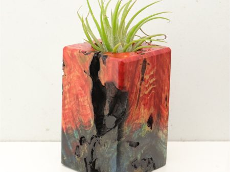 Wood Burl Wood+Resin Air Plant Holder - Violet (Fire & Ice, 693229) on Sale