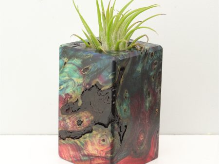 Wood Burl Wood+Resin Air Plant Holder - Mitchell (Fire & Ice, 693239) Cheap