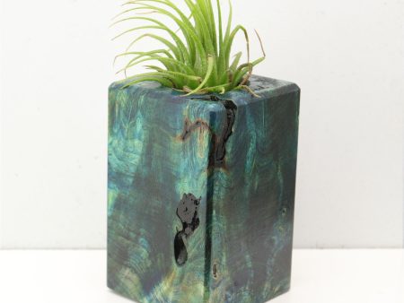 Wood Burl  Air Plant Holder - Betty (Wood Burl, 692603) Discount