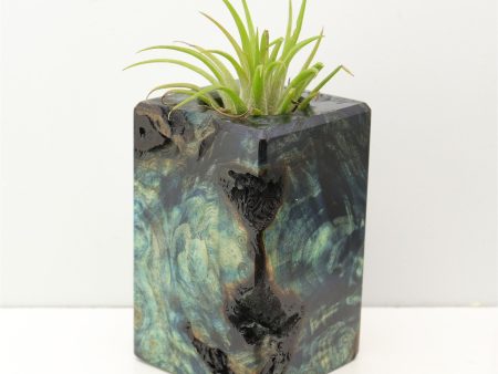 Wood Burl Wood+Resin Air Plant Holder - Donovan (Fire & Ice, 693266) Discount