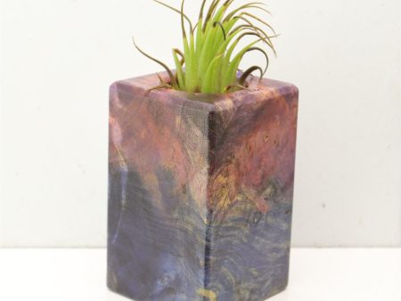 Wood Burl  Air Plant Holder - Emmett (Wood Burl, 692484) Online