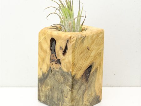 Wood Burl  Air Plant Holder - Audra (Wood Burl, 691694) Fashion