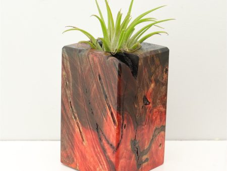 Wood Burl Wood+Resin Air Plant Holder - Pauline (Fire & Ice, 693277) Sale