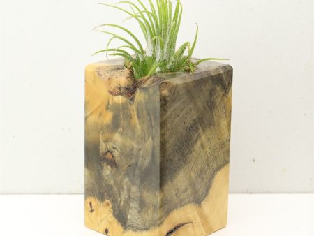 Wood Burl  Air Plant Holder - Bryan (Wood Burl, 692559) Online Hot Sale