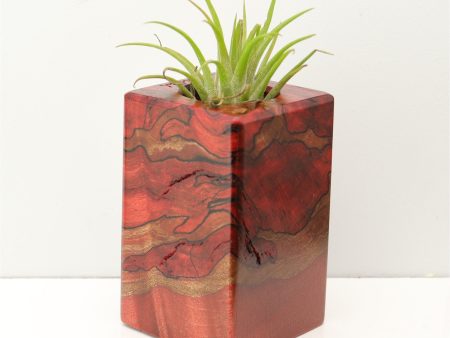 Wood Burl Wood+Resin Air Plant Holder - Cruz (Fire & Ice, 693257) Cheap