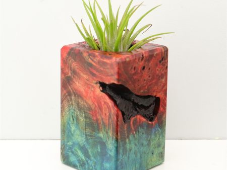 Wood Burl Wood+Resin Air Plant Holder - Mack (Fire & Ice, 693272) For Discount