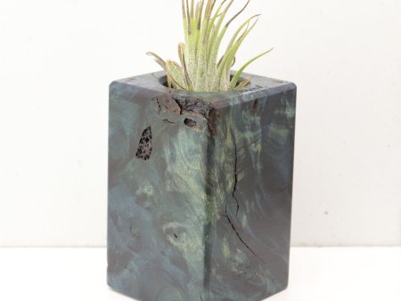 Wood Burl  Air Plant Holder - Cairo (Wood Burl, 691679) For Cheap