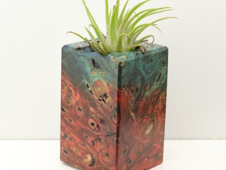 Wood Burl Wood+Resin Air Plant Holder - Fred (Fire & Ice, 693240) Supply