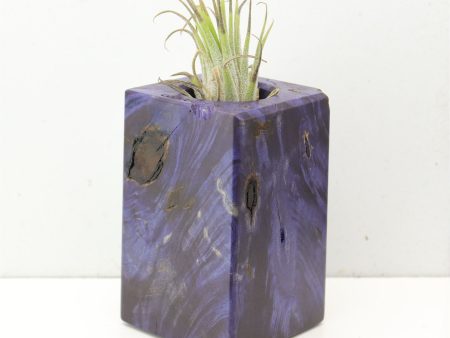 Wood Burl  Air Plant Holder - Ernestine (Wood Burl, 691692) Sale