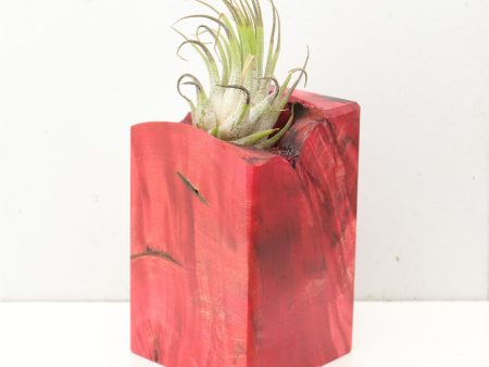 Wood Burl  Air Plant Holder - Trisha (Wood Burl, 691687) Online Sale