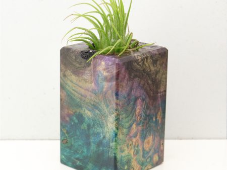 Wood Burl  Air Plant Holder - Esteban (Wood Burl, 692600) Online Hot Sale