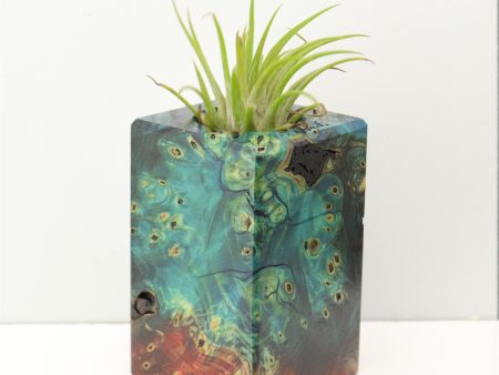 Wood Burl Wood+Resin Air Plant Holder - Rickey (Fire & Ice, 693243) Cheap