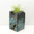 Wood Burl Wood+Resin Air Plant Holder - Eloise (Fire & Ice, 693273) Cheap