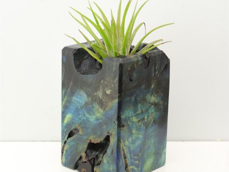 Wood Burl Wood+Resin Air Plant Holder - Eloise (Fire & Ice, 693273) Cheap