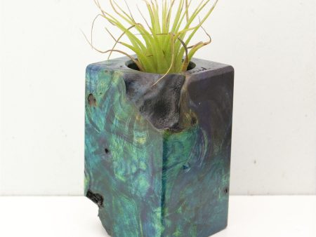 Wood Burl  Air Plant Holder - Karl (Wood Burl, 692483) Online Sale