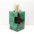 Wood Burl  Air Plant Holder - Haisley (Wood Burl, 692473) For Sale