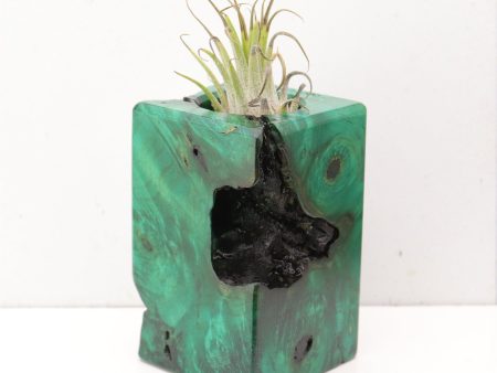 Wood Burl  Air Plant Holder - Haisley (Wood Burl, 692473) For Sale