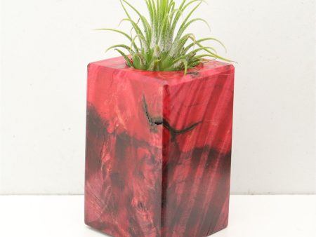 Wood Burl  Air Plant Holder - Cali (Wood Burl, 692565) For Discount