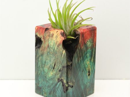 Wood Burl Wood+Resin Air Plant Holder - Loretta (Fire & Ice, 693258) on Sale