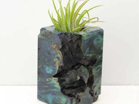 Wood Burl Wood+Resin Air Plant Holder - Geraldine (Fire & Ice, 693262) Discount