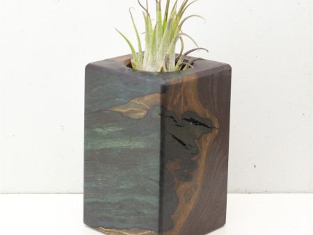 Wood Burl  Air Plant Holder - Bryanna (Wood Burl, 691690) Cheap