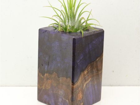 Wood Burl  Air Plant Holder - Camden (Wood Burl, 692560) Hot on Sale