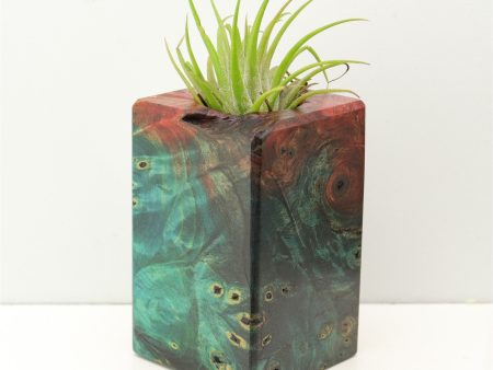 Wood Burl Wood+Resin Air Plant Holder - Trevon (Fire & Ice, 693270) Online now