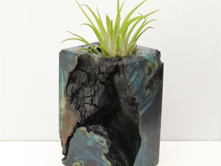 Wood Burl Wood+Resin Air Plant Holder - Perry (Fire & Ice, 693245) Cheap