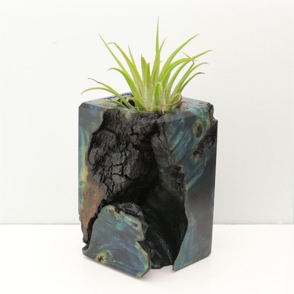 Wood Burl Wood+Resin Air Plant Holder - Perry (Fire & Ice, 693245) Cheap