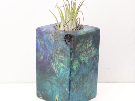 Wood Burl  Air Plant Holder - Hillary (Wood Burl, 692474) For Discount