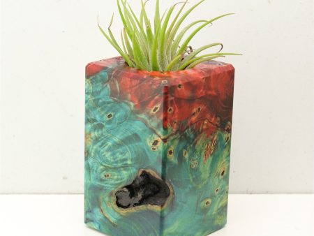 Wood Burl Wood+Resin Air Plant Holder - Ethel (Fire & Ice, 693228) Cheap